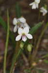 Bog white violet